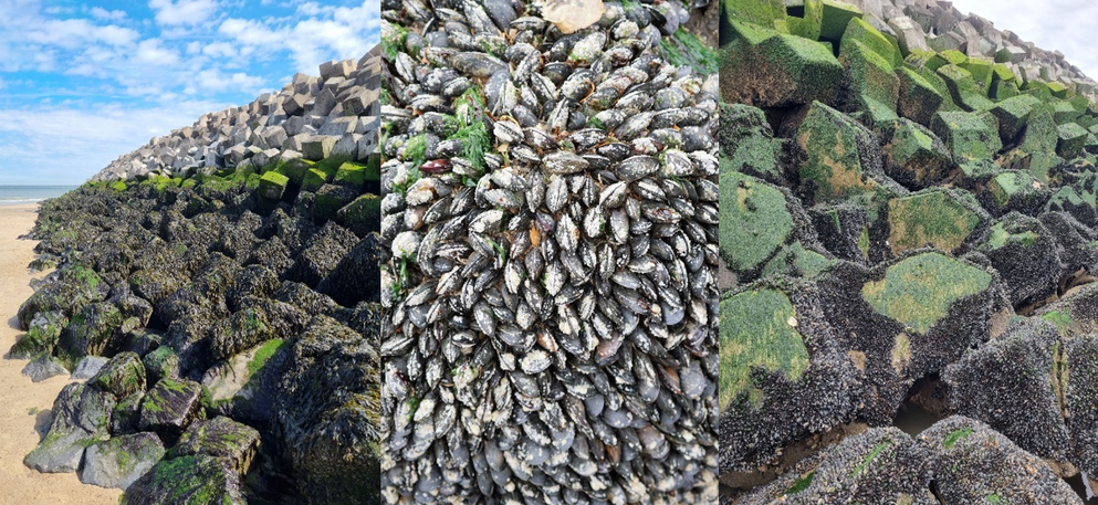 Kustversterking Cadzand-Bad