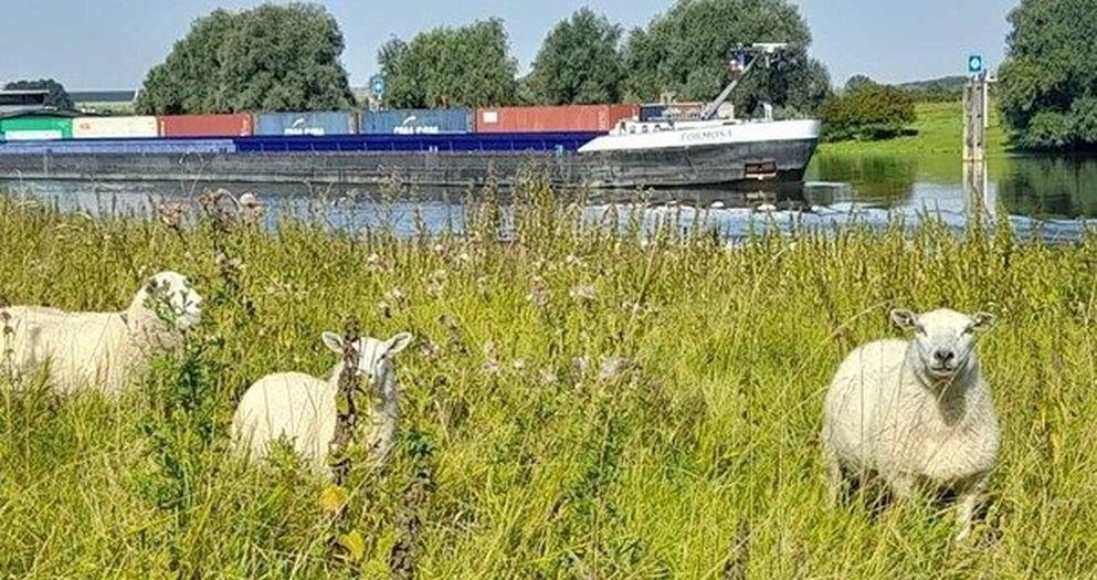Schapen Driel BAM Maaibeleid biodiversiteit
