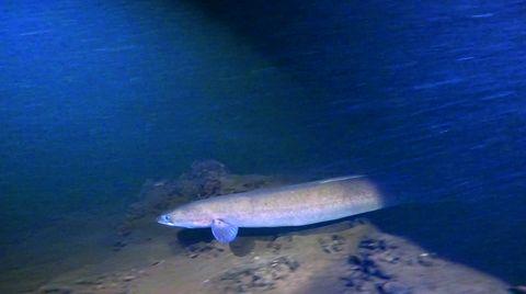amsterdamse kademuren biodiversiteit duurzaam onderwaterleven Xstream blokken